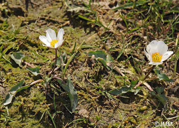 Ranunculus acetosellifolius