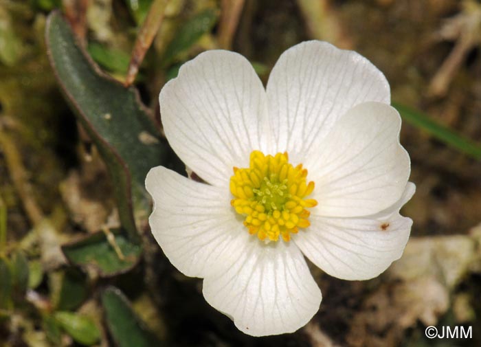 Ranunculus acetosellifolius