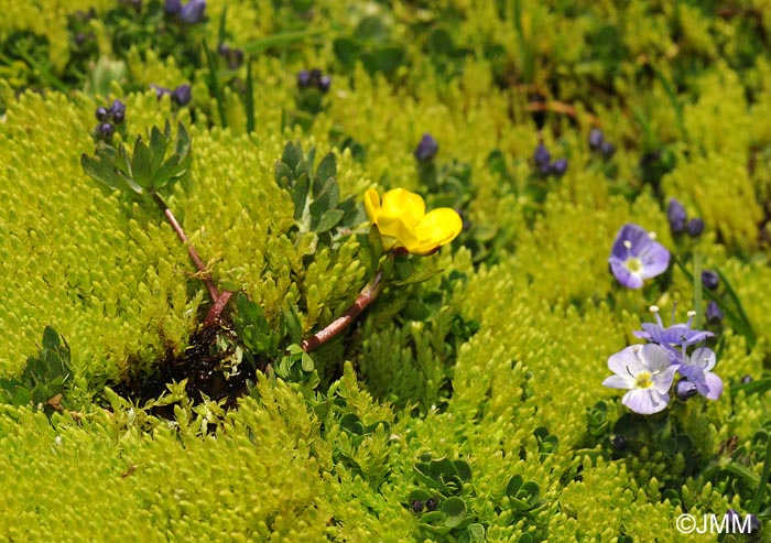 Ranunculus demissus var. hispanicus & Veronica turbicola