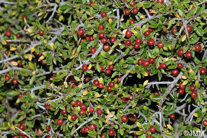 Rhamnus alaternus subsp. myrtifolia = Rhamnus myrtifolia