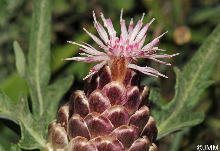 Rhaponticum coniferum = Leuzea conifera