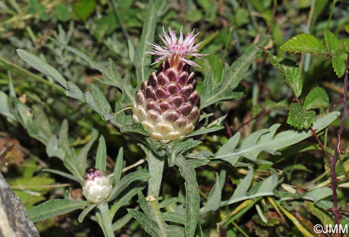 Rhaponticum coniferum = Leuzea conifera