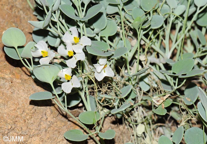 Sarcocapnos speciosa