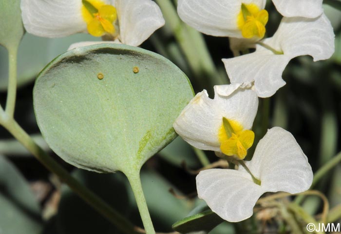 Sarcocapnos speciosa