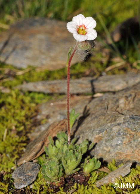 Saxifraga nevadensis