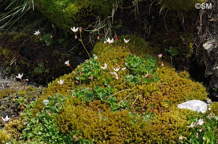 Saxifraga stellaris subsp. alpigena = Micranthes stellaris var. robusta