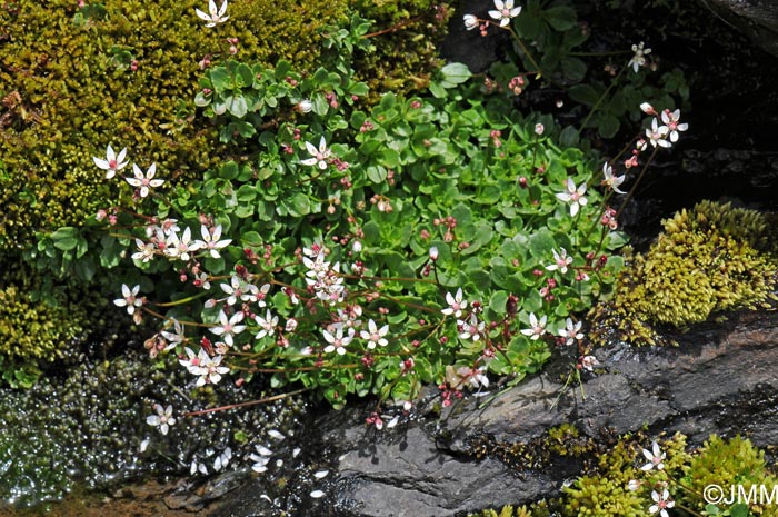 Saxifraga stellaris subsp. alpigena = Micranthes stellaris var. robusta