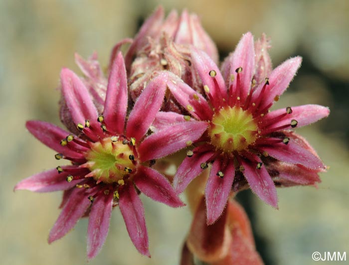 Sempervivum minutum