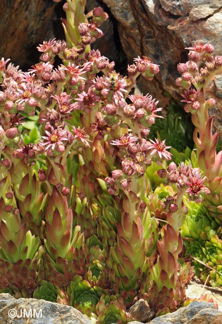 Sempervivum minutum