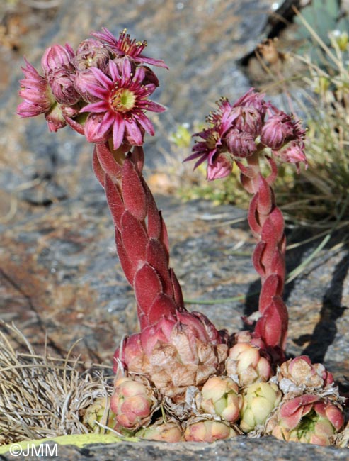 Sempervivum minutum