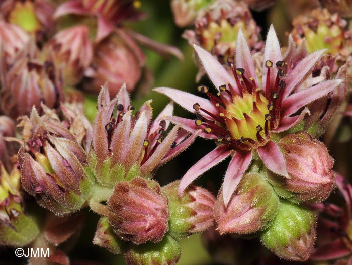 Sempervivum minutum