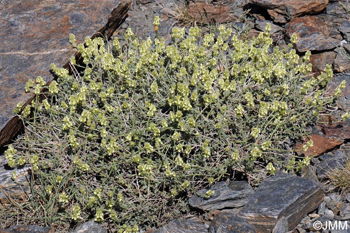 Sideritis glacialis