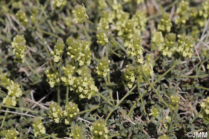 Sideritis glacialis