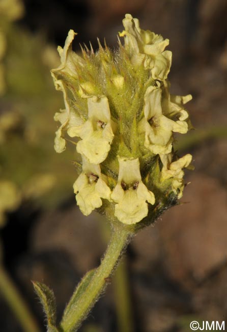 Sideritis glacialis