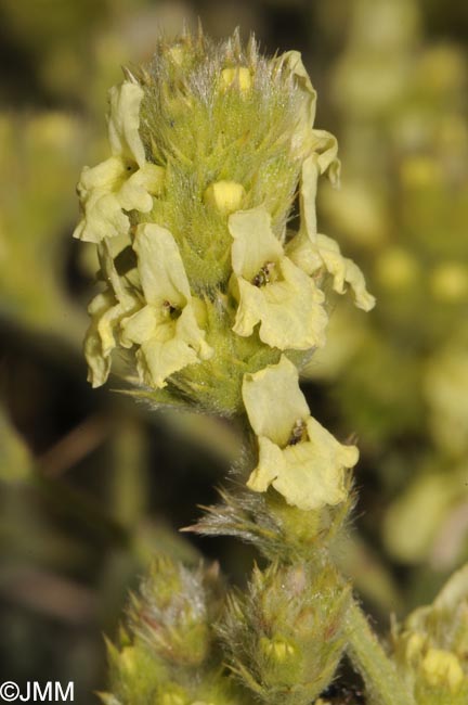 Sideritis glacialis