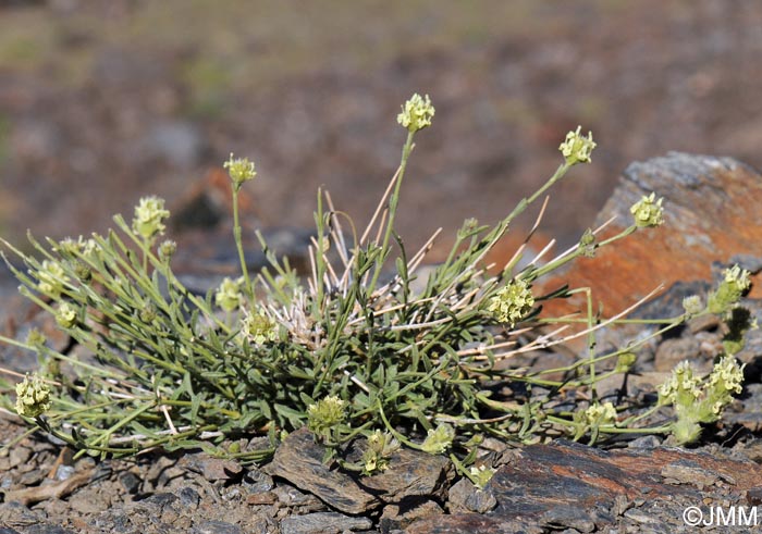 Sideritis glacialis