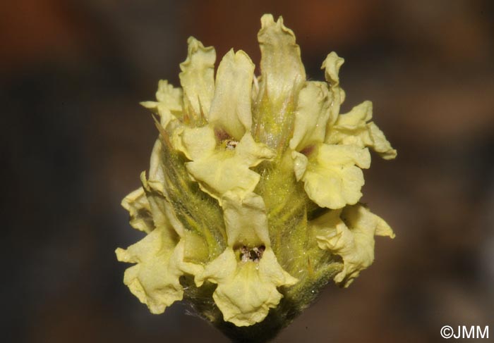 Sideritis glacialis