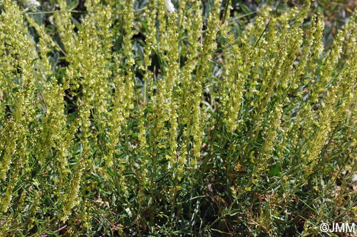 Teucrium oxylepis