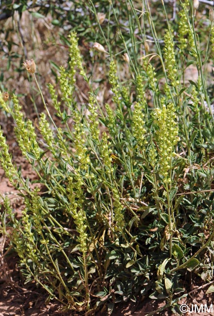 Teucrium oxylepis