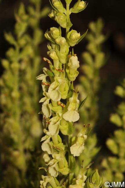 Teucrium oxylepis