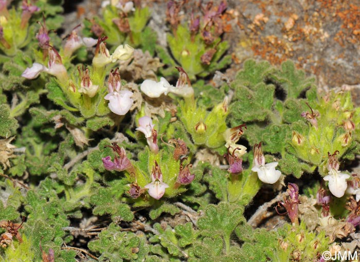 Teucrium rotundifolium = Teucrium granatense