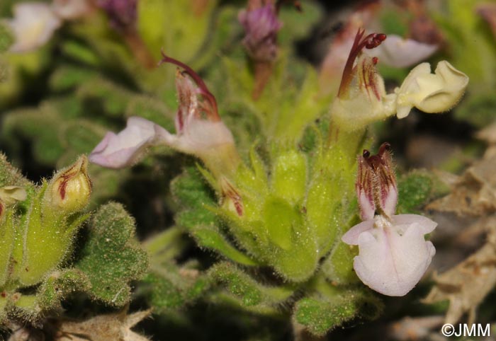 Teucrium rotundifolium = Teucrium granatense