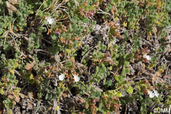 Teucrium rotundifolium = Teucrium granatense