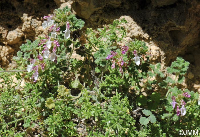 Teucrium rotundifolium = Teucrium granatense