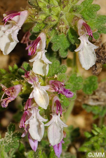 Teucrium rotundifolium = Teucrium granatense