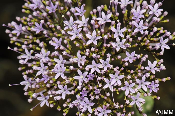 Trachelium caeruleum