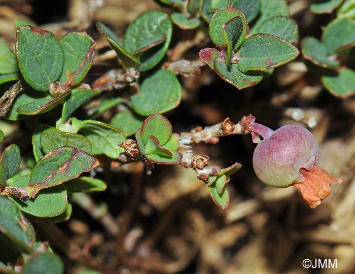 Vaccinium uliginosum subsp. nanum