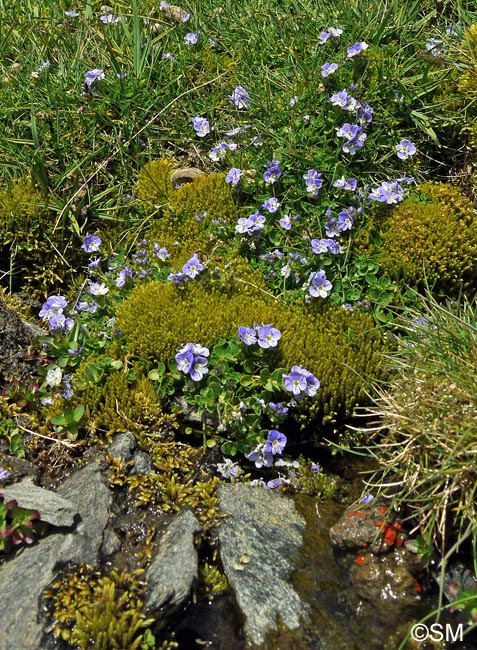 Veronica turbicola