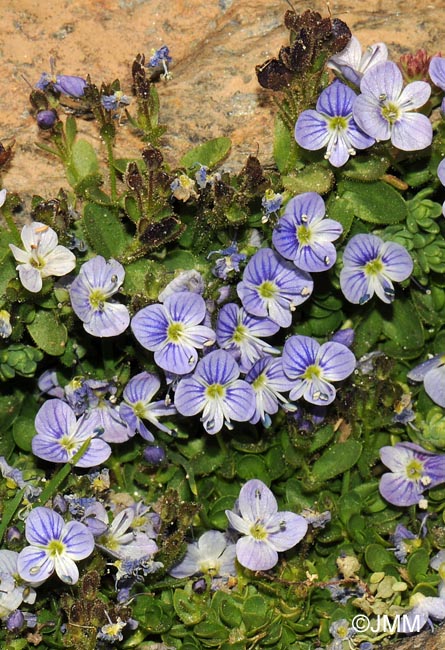 Veronica turbicola