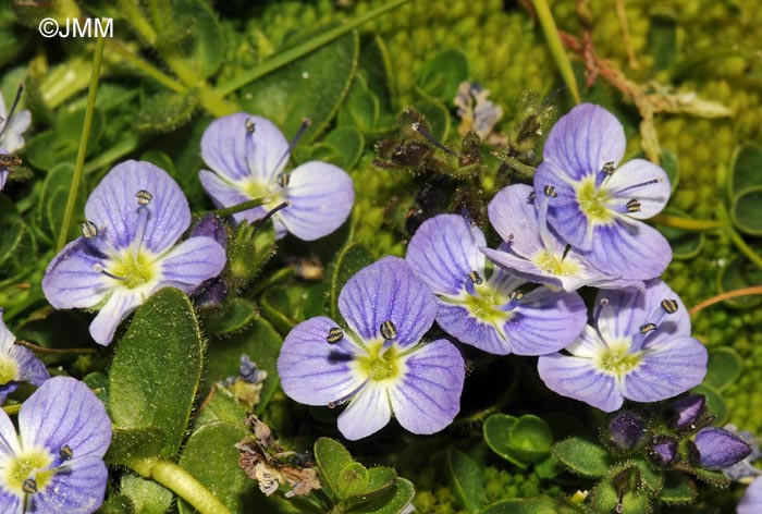 Veronica turbicola