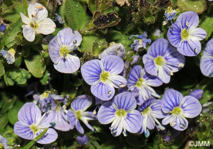 Veronica turbicola