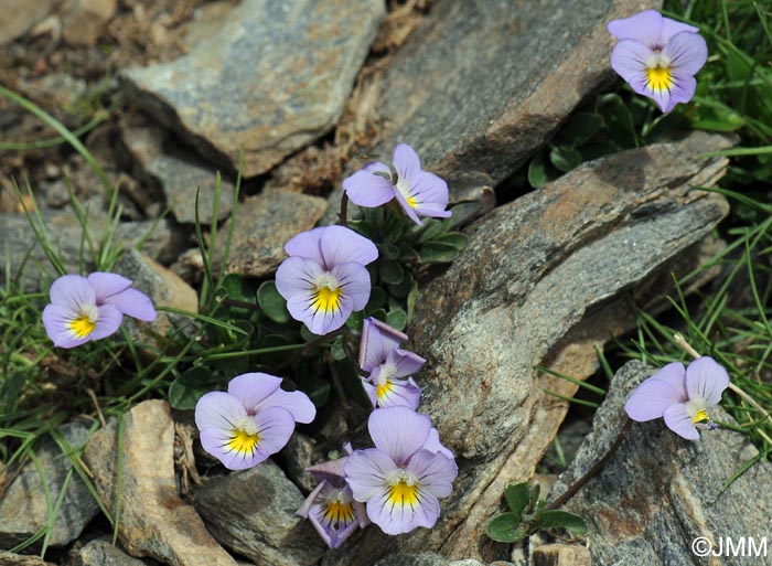 Viola crassiuscula