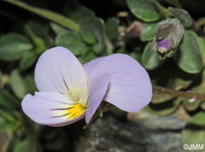 Viola crassiuscula