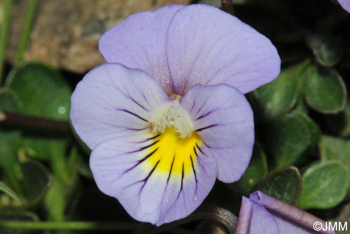 Viola crassiuscula