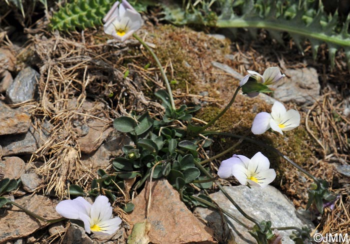 Viola crassiuscula