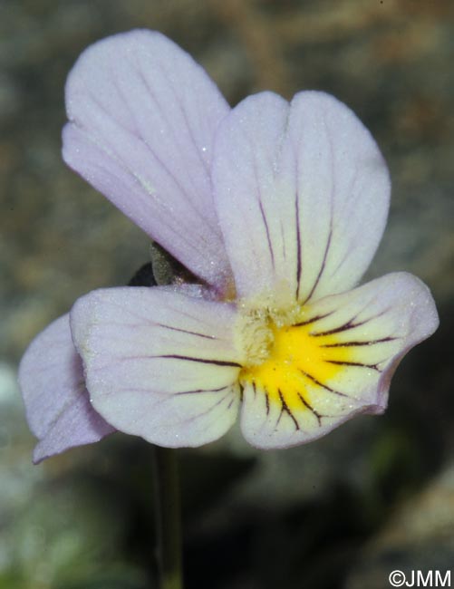 Viola crassiuscula