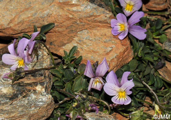 Viola crassiuscula