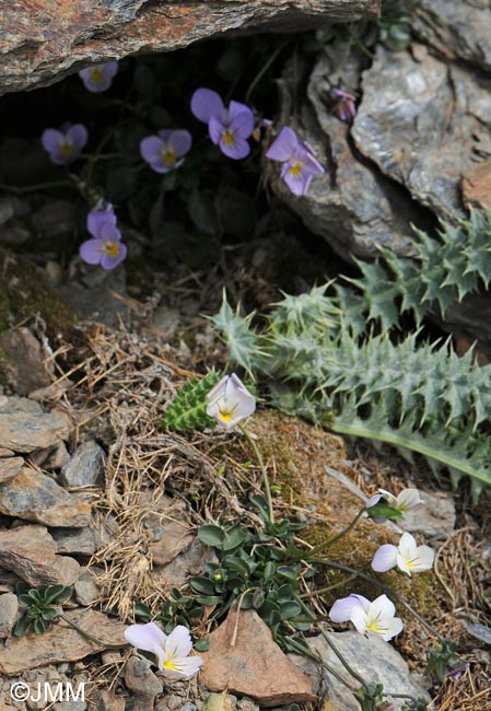 Viola crassiuscula