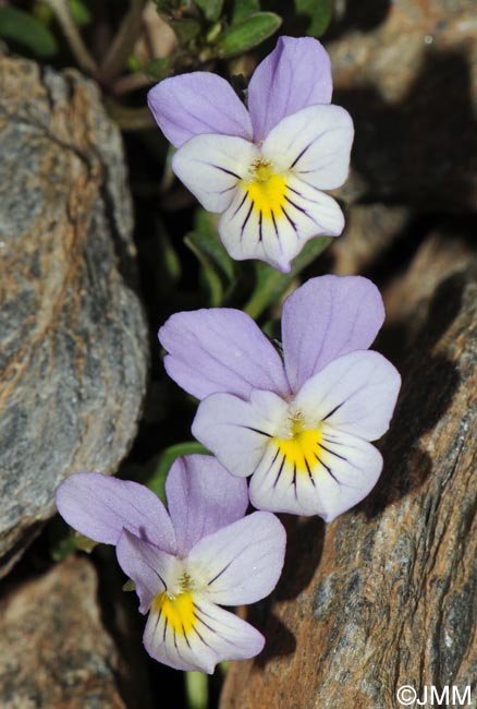 Viola crassiuscula