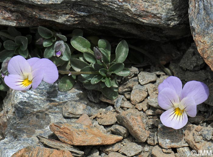 Viola crassiuscula