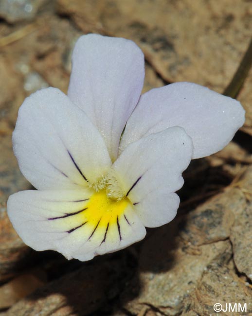 Viola crassiuscula