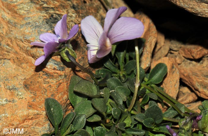 Viola crassiuscula