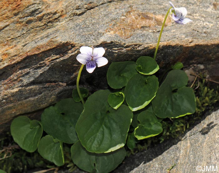 Viola palustris