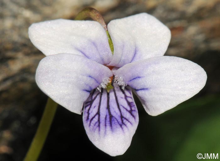 Viola palustris