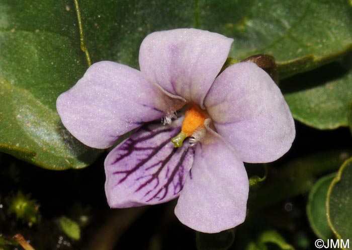 Viola palustris