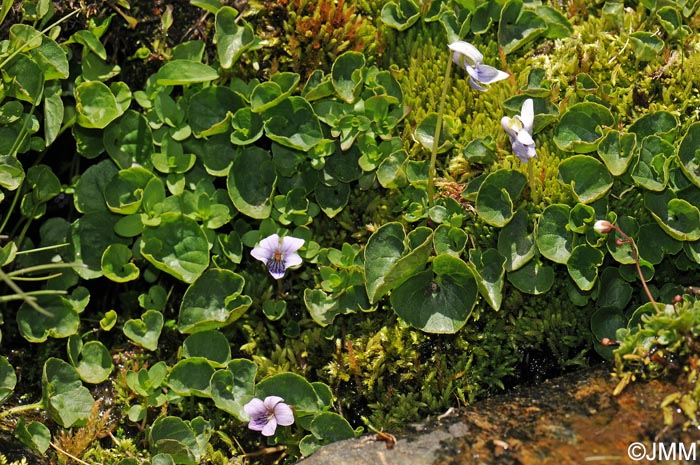 Viola palustris